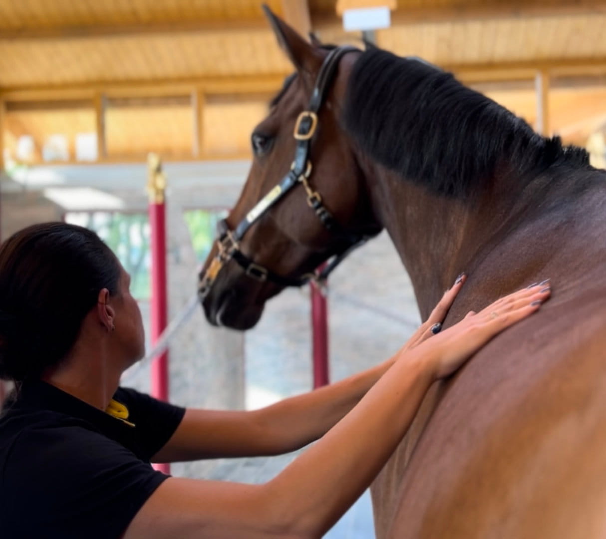 Pioneering the future of equine care