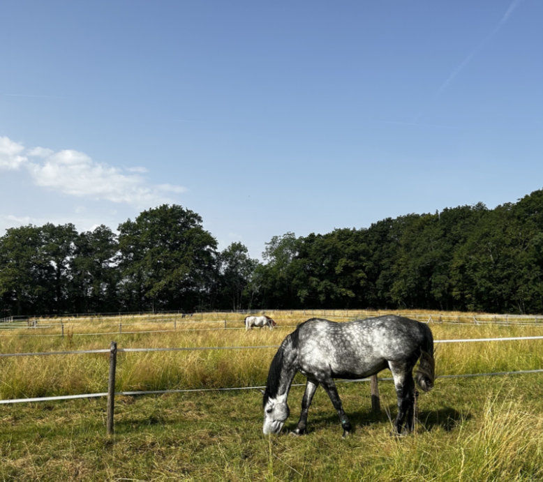 PADDOCKS ET EXTÉRIEURS